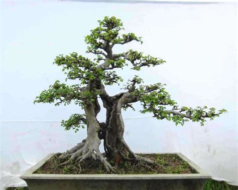榆樹枯萎 日本常見名字